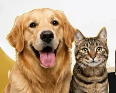 Golden retriever e gato tigrado lado a lado