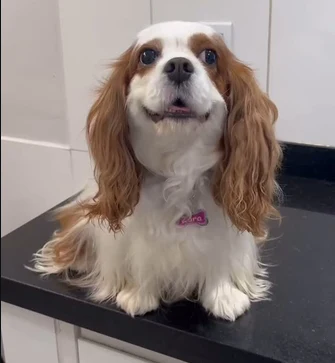 Cavalier King Charles sentado sobre a mesa de atendimento