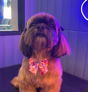 Shih-tzu com laço estampado no pescoço, sentado em sala iluminada em tons de lilás