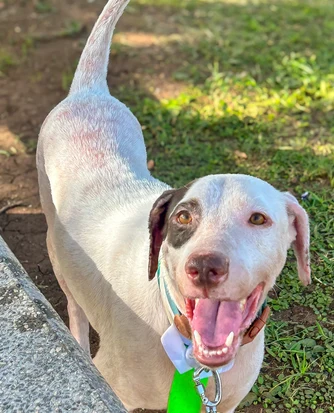 Cachorro branco com mancha marrom no olho, sorrindo na grama